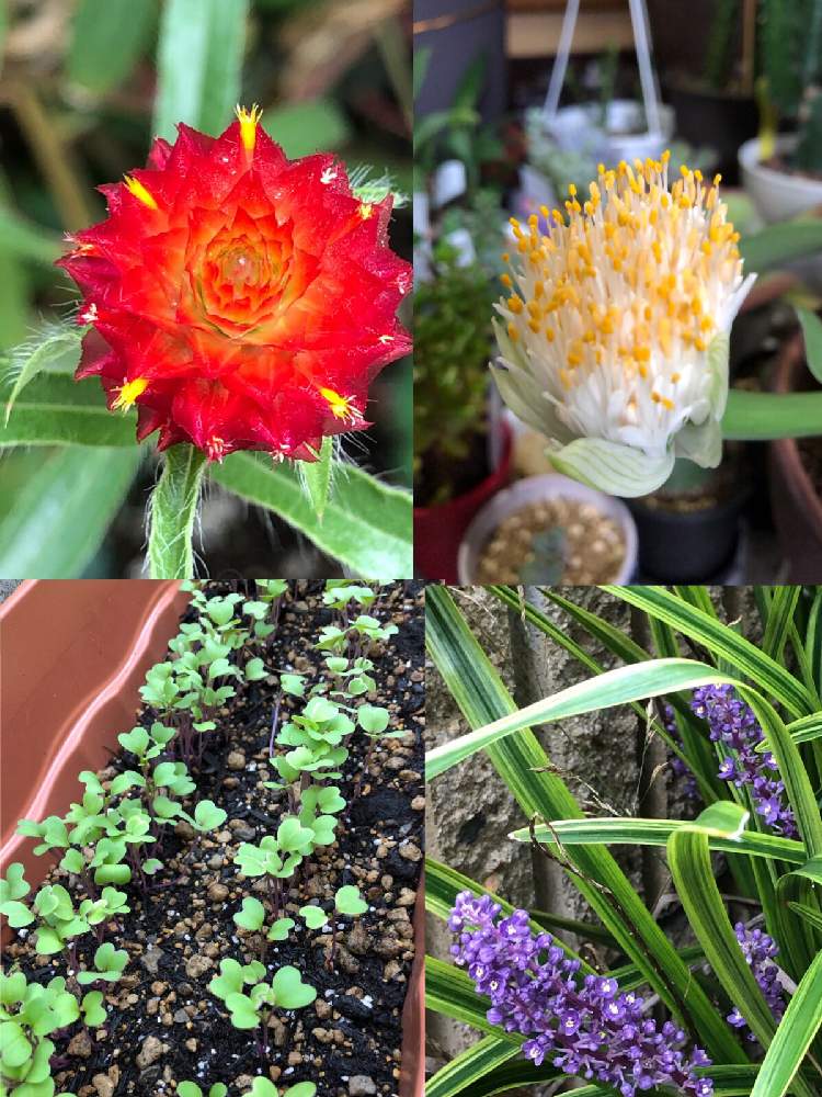 小さな庭の画像 by アマリリスさん | 小さな庭と令和小さい秋と思い出の花とマユハケオモト♪と花のある暮らしと家庭菜園奮闘日記と水菜の成長と庭の花達✨とHTCとキュンキュン倶楽部とバラと夢CLUBとHTC No247とたにおたくらぶとたにおたくらぶNO134とキュンキュン乙女倶楽部とキュンキュン乙女倶楽部NO、230と令和の芽