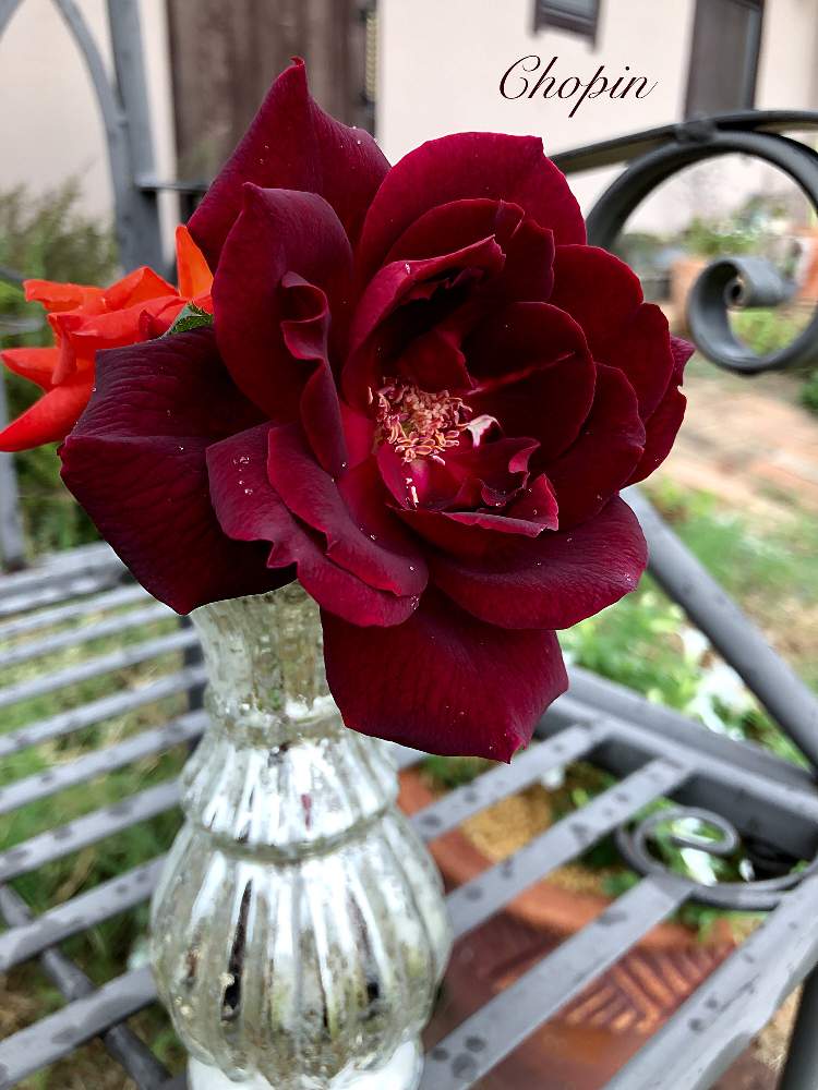 の画像 by Chopin(ショパン)さん | バラ オクラホマとばら バラ 薔薇と美人さんと薔薇に魅せられてとベンチと雨に濡れてとマイガーデンと妖艶と美しいと魅惑的と大人色とナチュラルスタイルと薔薇♪とばら 薔薇 バラと大人かわいい♪とiPhone撮影と薔薇の花と松坂慶子(若い頃の) 笑