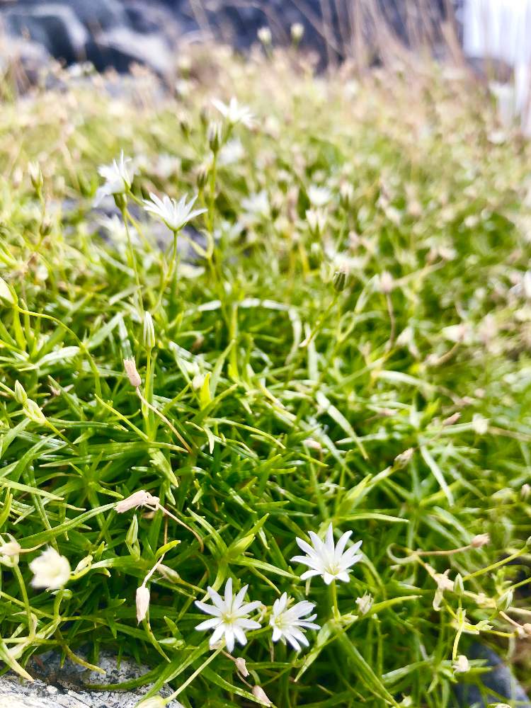 お出かけ先の画像 by ふぇるめーる さん | お出かけ先とイワツメクサとちいさな花と山野草と立山連峰と花のある暮らしと白い花と秋の花