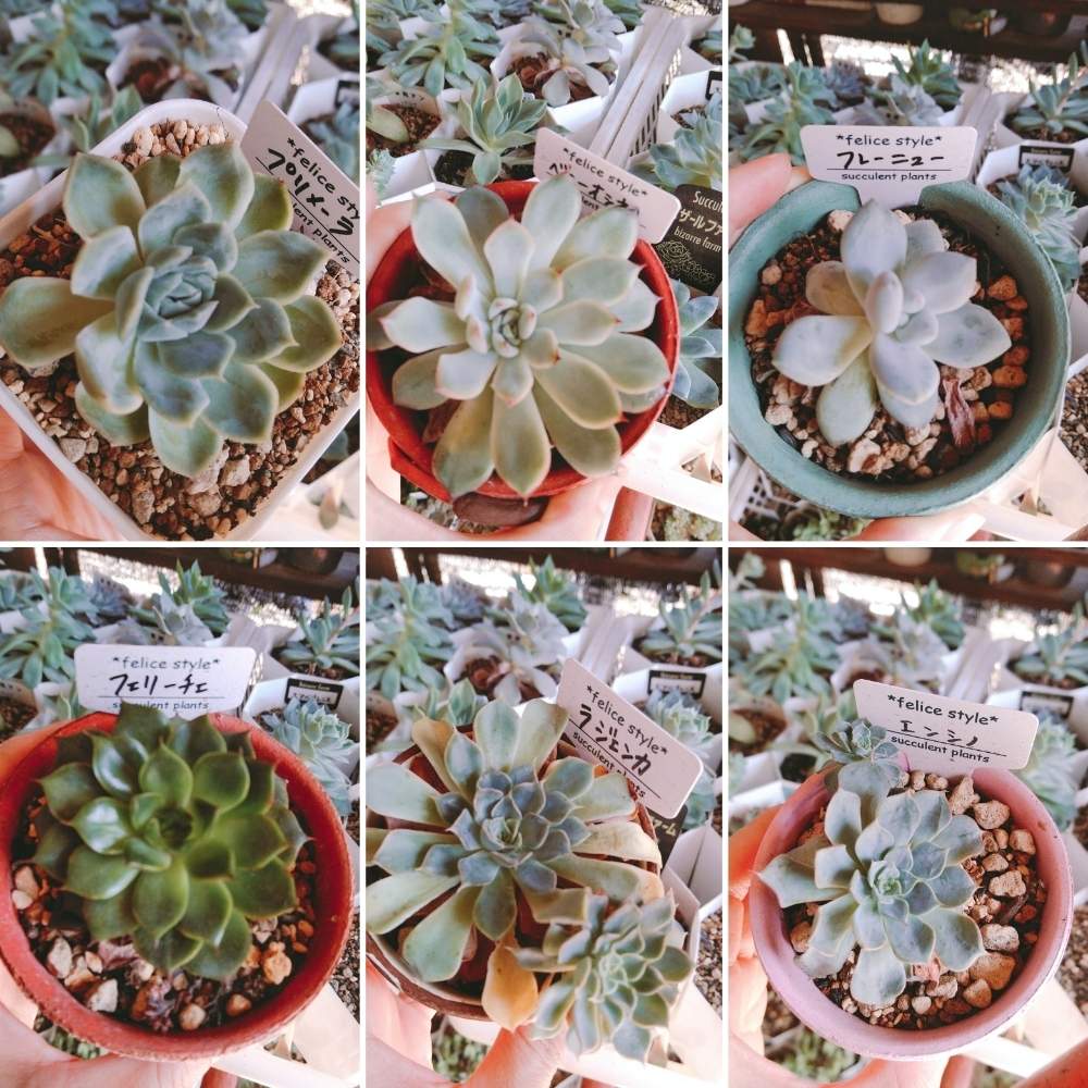 広い庭の画像 by smilehappynaturalさん | 広い庭と多肉植物と北部九州多肉の会とGS映えとナチュラルガーデンとGS日和とno green no lifeと緑のある暮らしとnaturalgardenと秋に作った寄せ植えフォトコンと多肉好きな人と繋がりたいと多肉女子と庭のある暮らしとF29会とタニラーとjunkgardenとガーデニングと花のある暮らしと多肉寄せ植えと宇佐市フェリーチェスタイル
