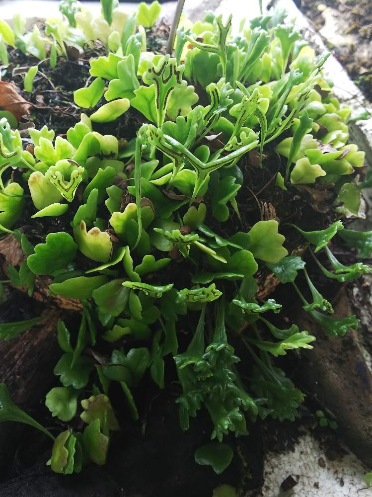 テラスの画像 by ましゅさん | テラスと着生とかわった植物とウラボシ科とシダの仲間とシダのある暮らしとシダ愛好会とビザールプランツ