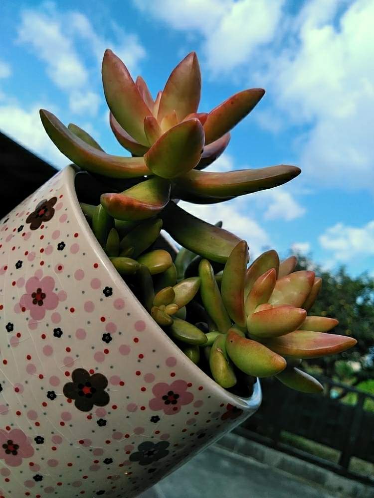 広い庭の画像 by 華ちゃんさん | 広い庭と多肉植物とイマソラとGS映えと銘月(めいげつ)と多肉女子と可愛いといやされると多肉寄せ植え