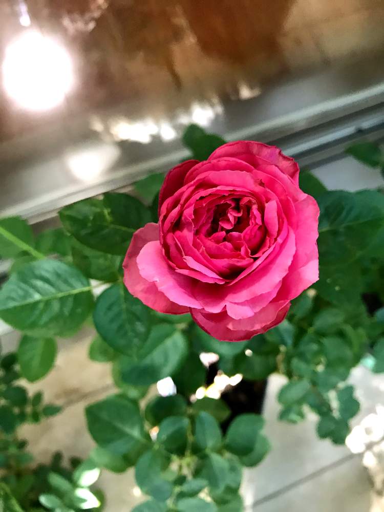 テラスの画像 by 幻テラスのともちゃんさん | テラスとイブ・ピアジェとばら バラ 薔薇とイブ ピアッチェとメイアンといい香りと花のある暮らしと薔薇♪とバラ・ミニバラと薔薇アンナプルナ