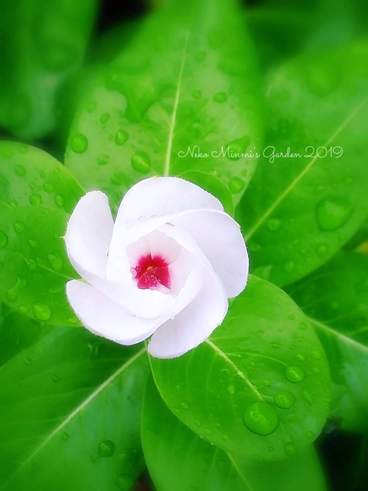 広い庭の画像 by 猫みんみさん | 広い庭と日々草とみどりのある暮らしと植物のある暮らしとしずくと開きかけとガーデニング初心者と花のある暮らしとかわいいとあめふり