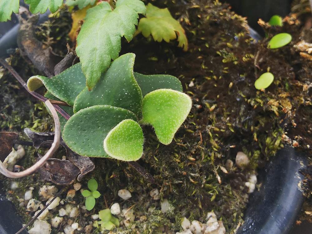 テラスの画像 by ましゅさん | テラスと着生とかわった植物とウラボシ科とシダの仲間とシダのある暮らしとシダ愛好会とビザールプランツ