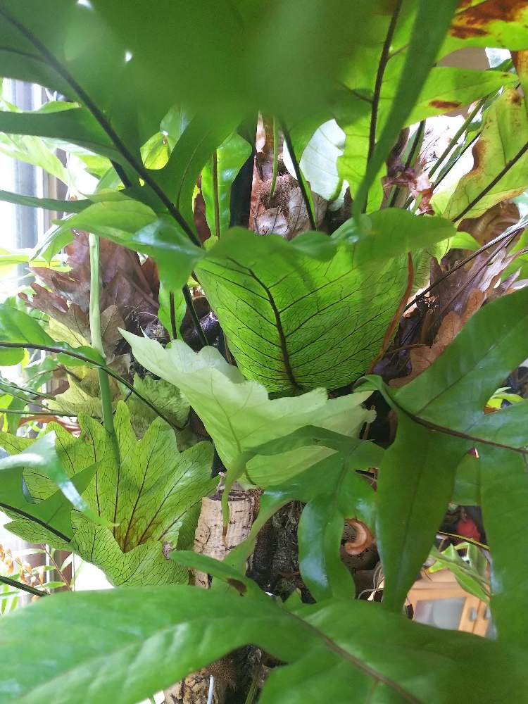 部屋の画像 by ましゅさん | 部屋と着生とかわった植物とウラボシ科とシダの仲間とシダのある暮らしとシダ愛好会とビザールプランツ