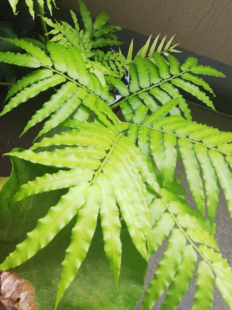 テラスの画像 by ましゅさん | テラスとかわった植物とウラボシ科とシダの仲間とシダのある暮らしとシダ愛好会とビザールプランツ