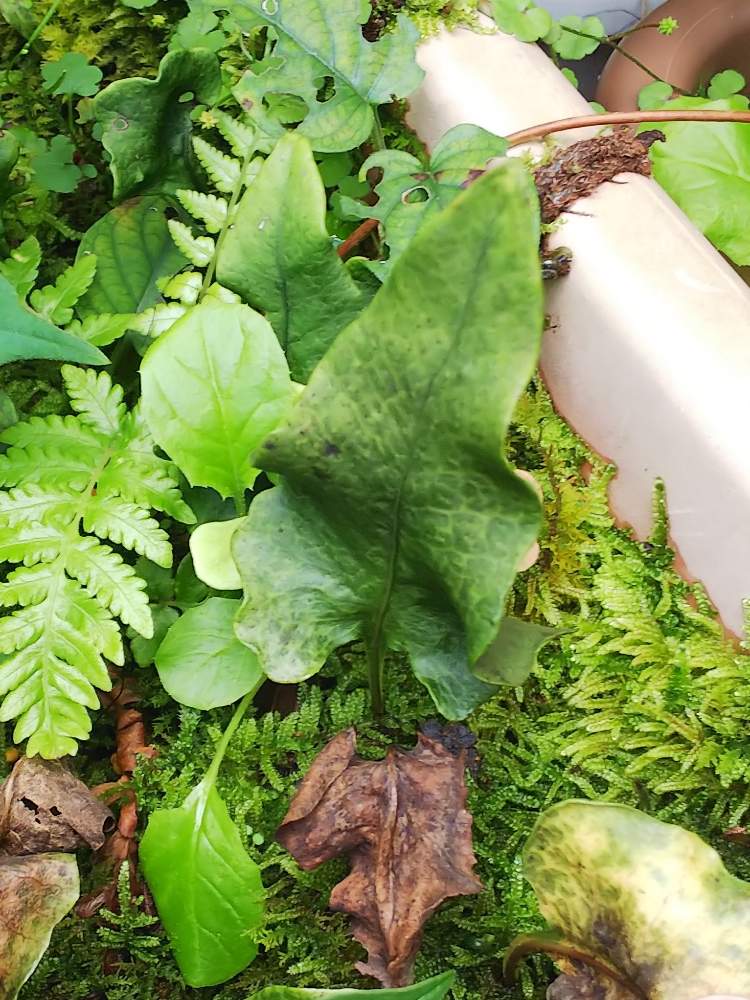 テラスの画像 by ましゅさん | テラスと着生植物と着生とかわった植物とウラボシ科とシダの仲間とシダのある暮らしとシダ愛好会とビザールプランツ