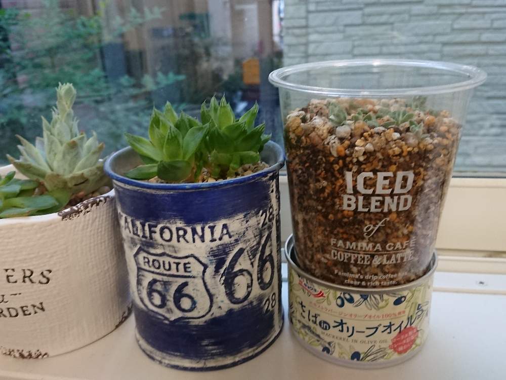 窓辺の画像 by ここゆずさん | 窓辺とセダム属と多肉植物とグリーン!グリーン!グリーン!とイケメン多肉と癒し空間と多肉女子と心のゆとりとGREEN UP!といやし♪と癒しのひと時