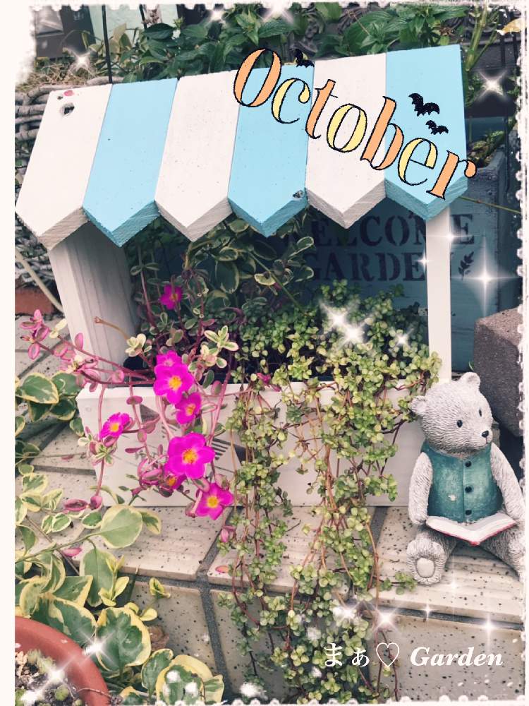 小さな庭の画像 by まぁ♡さん | 小さな庭と花のある暮らしと斑入りポーチュラカ華ミステリアとプランターBOX