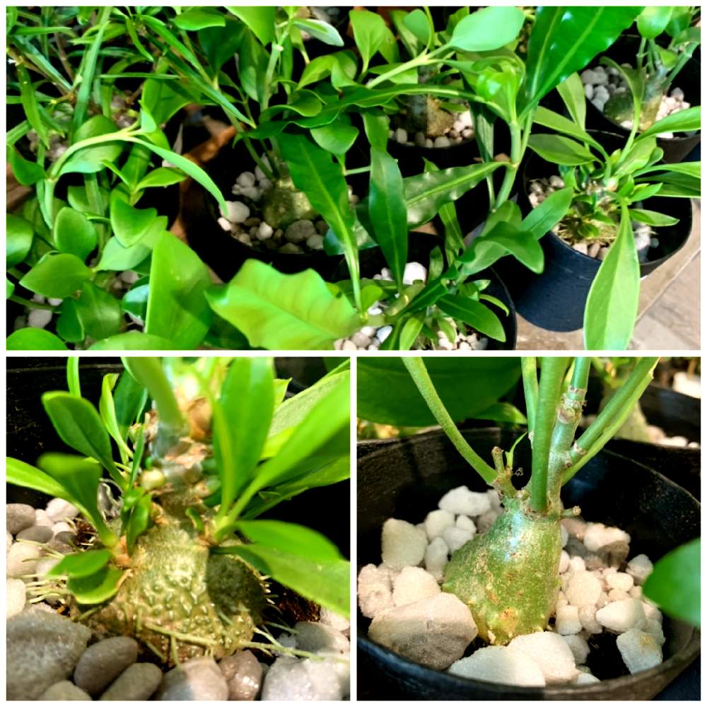 インテリアの画像 by カインズさん | インテリアとレア多肉とレア植物と塊根植物のある暮らしと塊根とミルメコディア、ベッカリーと入荷情報♪とヒドノフィタム パフィとレアとヒドノと多肉女子と塊根植物とホームセンターとミルメフィタム セレビカムと蟻の巣玉とヒドノフィタム パプアナムとカインズ浦和美園店とCAINZとカインズホーム