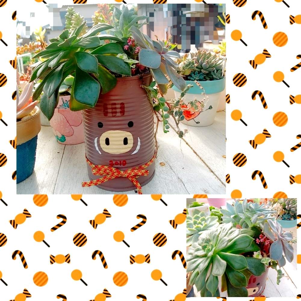 小さな庭の画像 by ちこりんさん | 小さな庭と多肉植物とHTCとそろそろ秋と多肉の寄せ植えとネコ好きと紅葉する多肉とバラと夢CLUBと多肉女子とたに倶楽部と花のある暮らしとHTC社員とげんき!とたにおたくらぶと多肉の寄せ植え♡