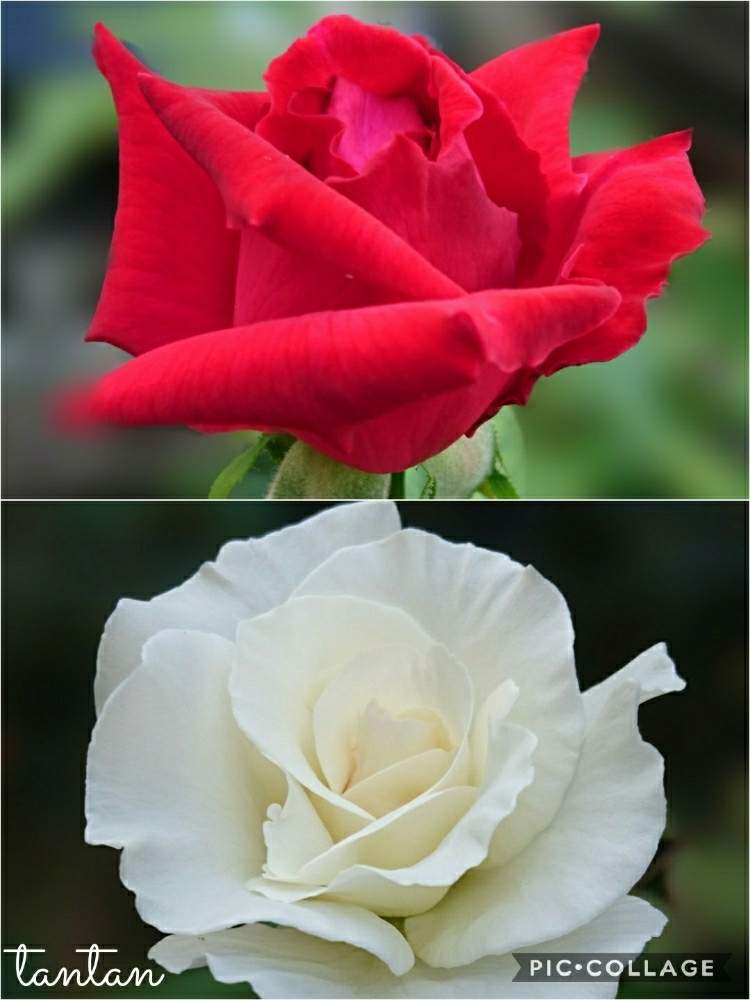 小さな庭の画像 by ☆tantan☆さん | 小さな庭とキュンキュン乙女倶楽部とお花を楽しむと薔薇愛同盟と好きな色と薔薇に魅せられてとステキ☆とマダム倶楽部ときれいと素敵な色合いと美しいときれいな色と美しすぎる❤とバラが好きと花のある暮らしと薔薇♪とかわいいな♡とバラ・ミニバラとロザリアンとやっぱり花が好き♡