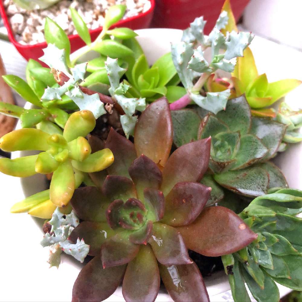 インテリアの画像 by *yuu*さん | インテリアと多肉植物とブラックプリンス☆と多肉寄せ植えと銘月(めいげつ)と 大和錦