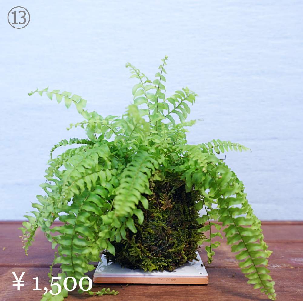 インテリアの画像 by アトモスフィアさん | インテリアと多肉植物と愛知と観葉植物とマルシェと多年草と名古屋市と苔玉とフリマ