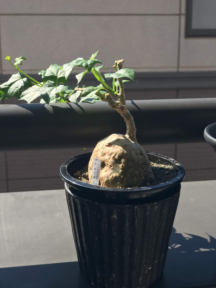 バルコニー/ベランダの画像 by lookplantsさん | バルコニー/ベランダとゲラルダンサス マクロリザスと塊根植物とコーデックスとゲラルダンサス・マクロリザス♡