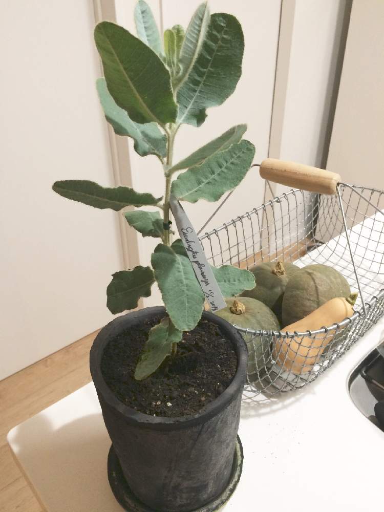 キッチンの画像 by Bobthebobtailさん | キッチンとシャビーと観葉植物とワイヤーバスケットとバスケットと田舎暮らしと家庭菜園とアンティークとユーカリの木とバターナッツ☆とGS映えとGS日和と田舎とテトラゴナ☆とテトラゴナ シルバーとイングリッシュガーデンと自然派と鉢植えカボチャと無農薬と家庭菜園奮闘日記と鉢栽培