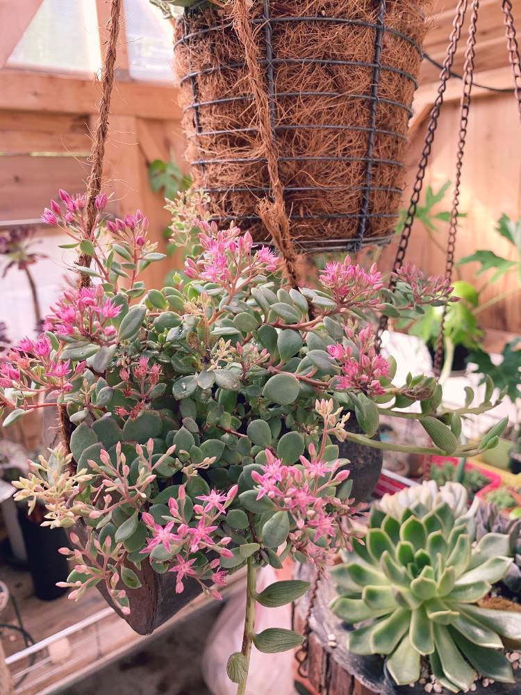 広い庭の画像 by ゆか♪K_nさん | 広い庭とお気に入りの場所とGS映えとGS日和と植中毒と植物ハウス☘️と多肉女子と庭☘️とタニラーとかわいい☘️と花のある暮らしとミセバヤ☘️