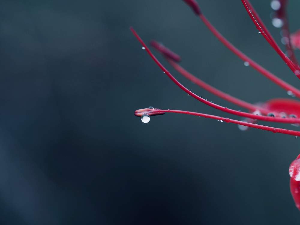 畑の画像 by Tenさん | 畑とヒガンバナと彼岸花 曼珠沙華と植物のある暮らしとしずくと水滴写真とお写んぽと身近にあるボタニカルスポットとおさんぽと水玉フェチとマクロ撮影と水滴アートと散歩としべ好きと水滴とアートなTen写と花のある暮らしとマクロな世界と水玉アートと球根植物と水玉