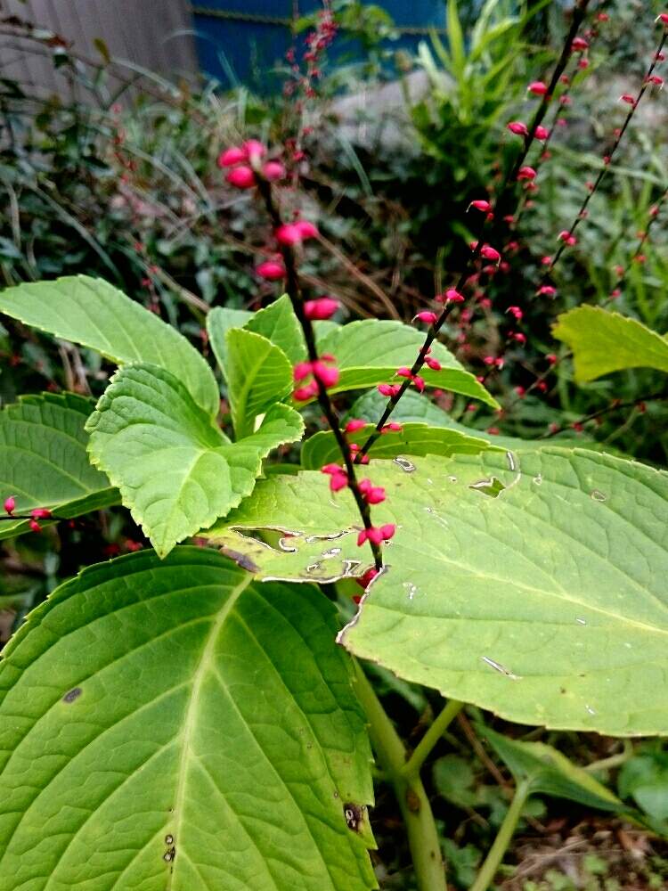 玄関の画像 by leeさん | 玄関とミズヒキとあじさいとあかいはなと植中毒と花のある暮らしとGREEN UP!と山の庭で