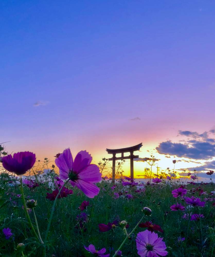 の画像 by ムラッチさん | 夕焼けとコスモス♡と伊勢崎市と小泉稲荷と夕日と平和の祈りと秋の気配とありがとうと秋桜♡と秋コスモスといやされると群馬県と秋を彩るコスモスフォトコンとコスモス畑