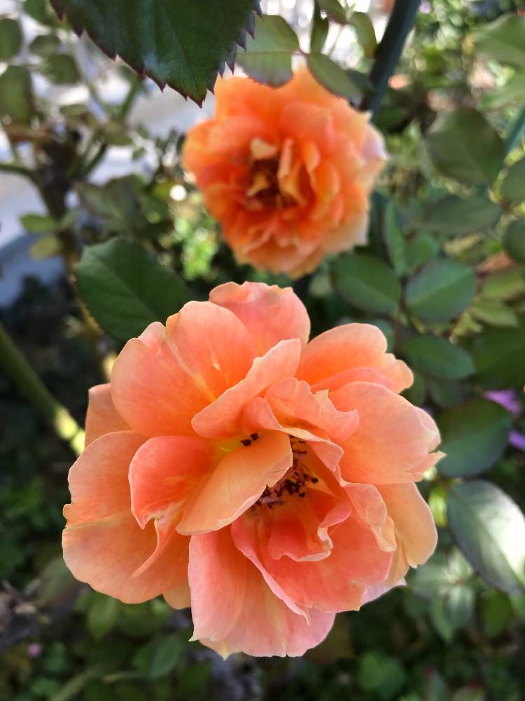 小さな庭の画像 by けんさん | 小さな庭とバラ 万葉とばら バラ 薔薇とオレンジ色の花と元気!とバラ 地植えと花のある暮らしとiPhone撮影