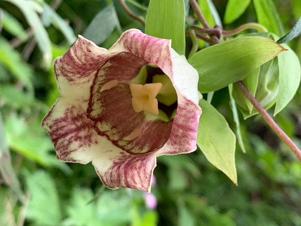 の画像 by ノンビリーナさん | ツルニンジンとジイソブと実家と裏の山道でと癒しと花のある暮らしとノンビリとキキョウ科