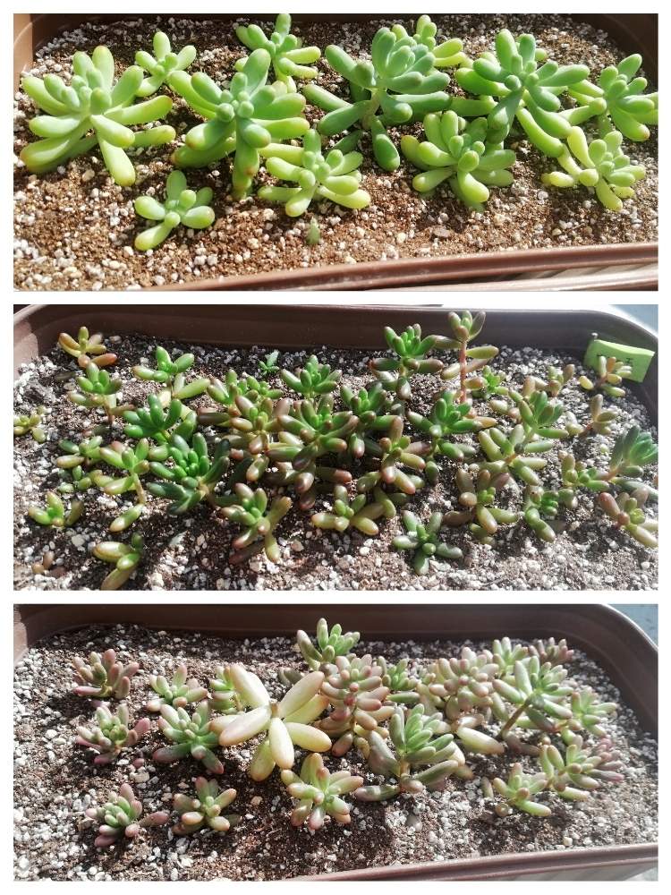 バルコニー/ベランダの画像 by りっかさん | バルコニー/ベランダとオーロラと乙女心と虹の玉と多肉植物と多肉大好きとつぶつぶと紅葉する多肉と可愛い多肉ちゃん❤︎と多肉の森とぷりぷりと多肉植物の紅葉と多肉棚と多肉多肉多肉多肉多肉‼と神奈川の多肉と多肉多肉多肉と多肉の森作り