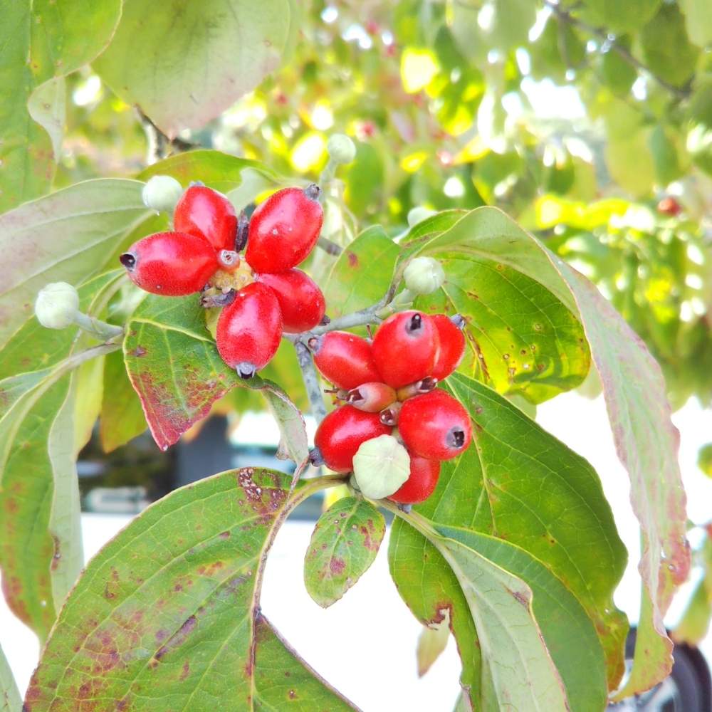 お出かけ先の画像 by 桜ままさん | お出かけ先と公園ととちぎ花センターと花のある暮らしと田舎の風景と山の裾
