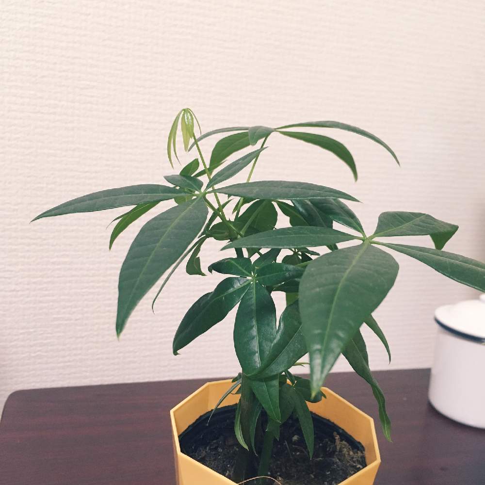 窓辺の画像 by かりんさん | 窓辺と観葉植物初心者と パキラ