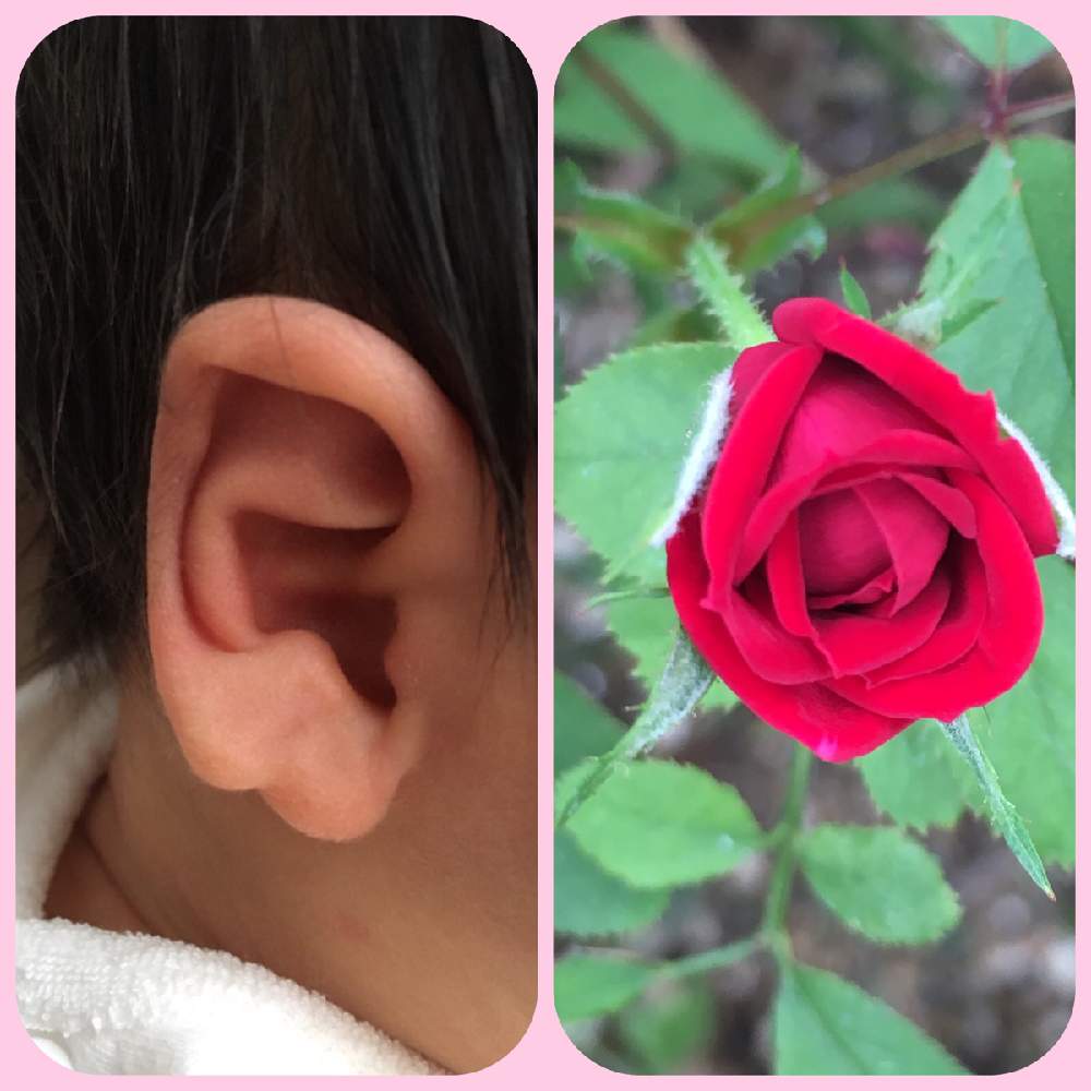 の画像 by たえポンさん | 花のある暮らしとミニ薔薇さん♡と孫ちゃんのお耳と耳がハート♡