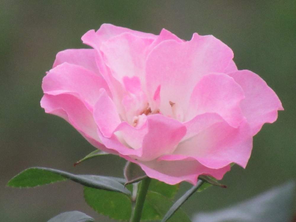 の画像 by サワーポメロさん | バラ園とばら バラ 薔薇と皆様に感謝と朝の散歩と近くの公園♪と花のある暮らし
