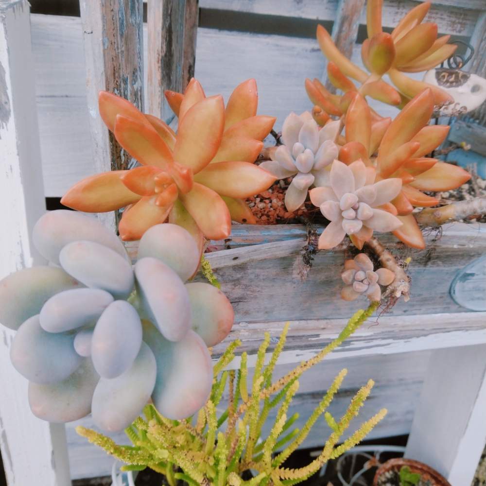 広い庭の画像 by smilehappynaturalさん | 広い庭と多肉植物と北部九州多肉の会と黄麗(おうれい)とGS映えとナチュラルガーデンとGS日和とno green no lifeと緑のある暮らしとnaturalgardenと秋に作った寄せ植えフォトコンと多肉好きな人と繋がりたいと多肉女子と庭のある暮らしとF29会とタニラーとjunkgardenとガーデニングと花のある暮らしと多肉寄せ植え