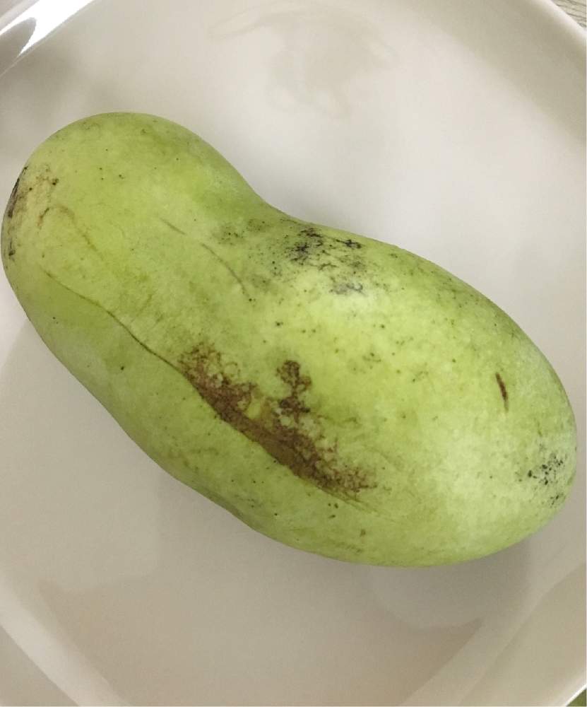 キッチンの画像 by ちいさん | キッチンとポポーの実と植中毒と珍しい果物