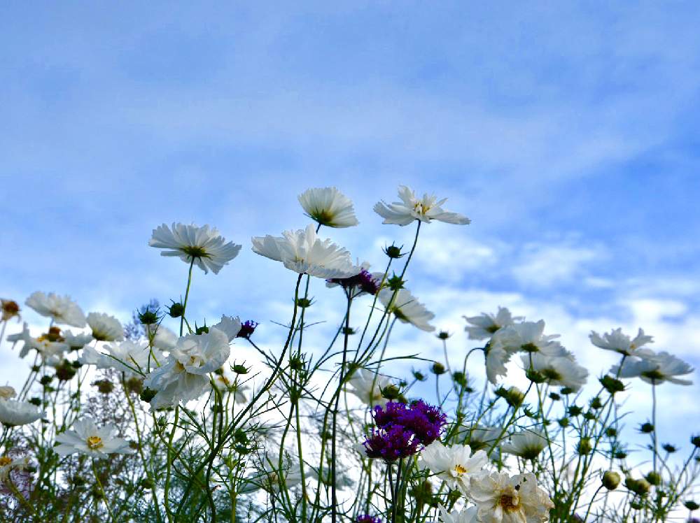 お出かけ先の画像 by hide♂さん | お出かけ先とコスモスと旭川とフォロー歓迎とお写ん歩と綺麗と秋を彩るコスモスフォトコンと癒されると上野ファームとお出掛け先と秋桜 コスモス こすもすと秋桜♡と可愛いと花のある暮らしと北海道といいね❤️フォロー❤️コメント❤️ありがとうとコスモスの花