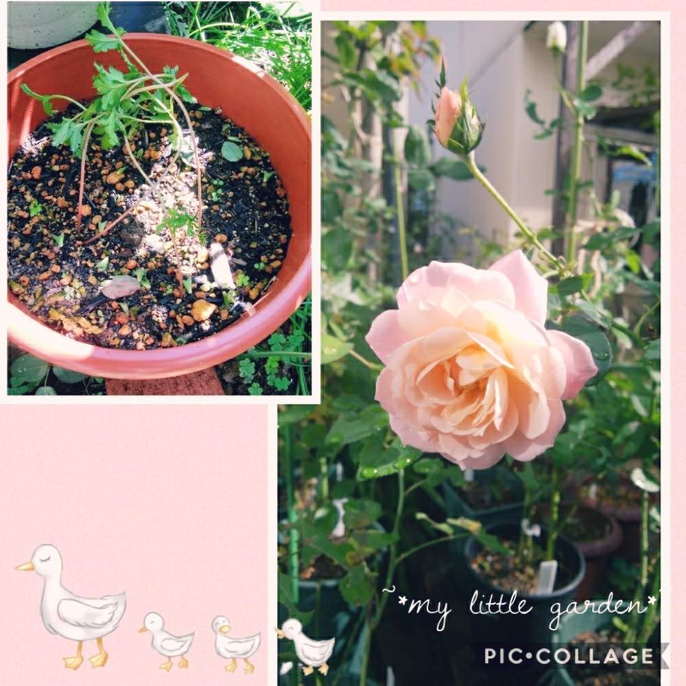 小さな庭の画像 by みけにゃんこさん | 小さな庭と山形とコラージュとピノキオと薔薇♪と令和の芽