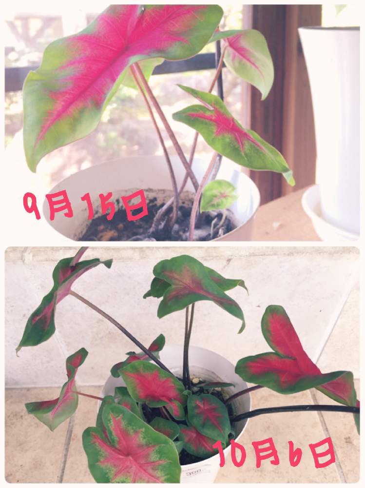 玄関の画像 by ミッチさん | 玄関とカラジウムとカラーリーフ カラジウムと植物のある暮らしと緑のある暮らしと小さな幸せ♡とイモ類と花のある暮らしと楽しみ〜とすくすく育ってね♡