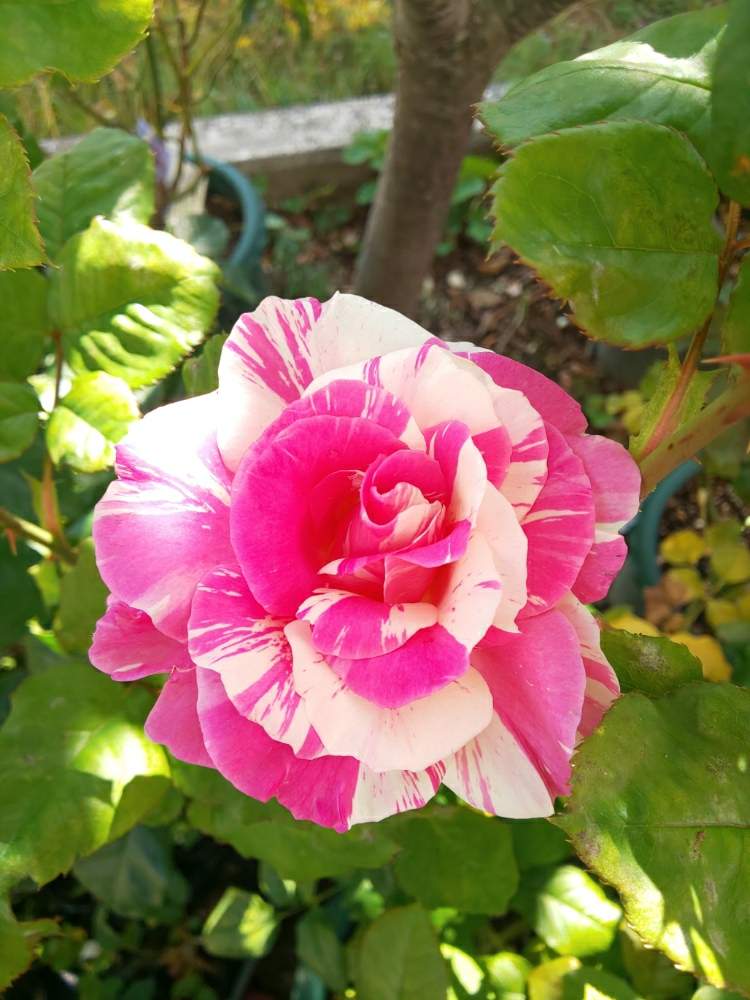 小さな庭の画像 by くましさん | 小さな庭とバランゴと北海道と薔薇愛同盟と2019 くまし バラ