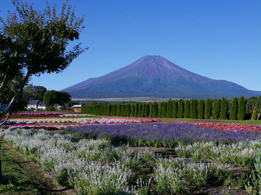 お出かけ先の画像 by misaoiさん | お出かけ先と花のある暮らしと山中湖