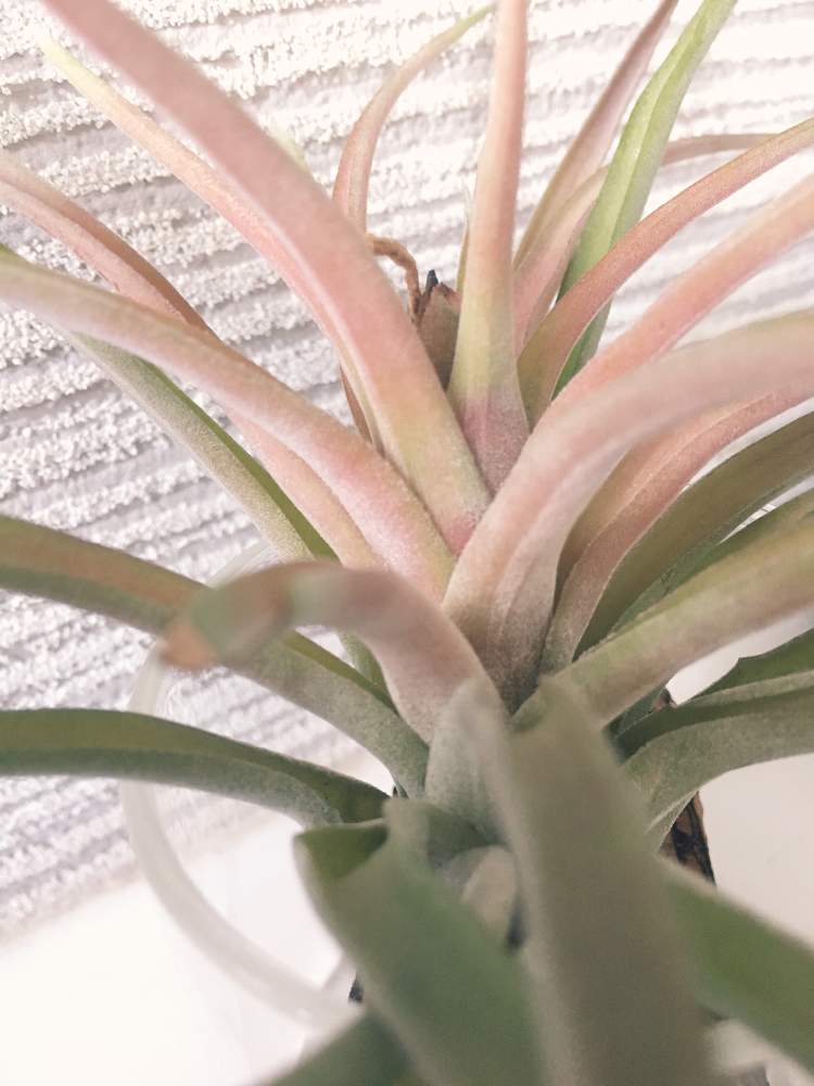 インテリアの画像 by Ben☺︎さん | インテリアとチランジア ブロキカウロスと観葉植物とボタニカルライフとTillandsia.と可愛すぎる♡と植物女子と植物欲