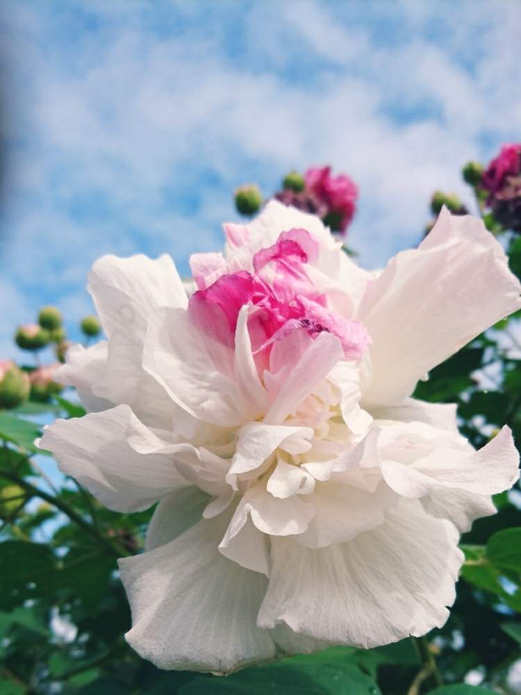 広い庭の画像 by あさがおさん | 広い庭と花のある暮らしと花の色が変化とはかない1日花と毎年咲く花
