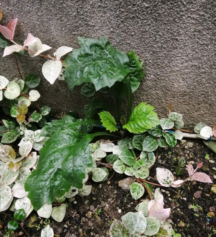 小さな庭の画像 by erinさん | 小さな庭と名前を教えて!と雑草?と花のある暮らしと名前を教えてくださいと勝手に生えた
