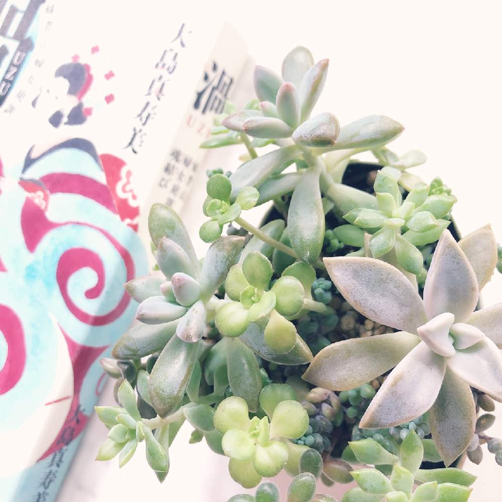 部屋の画像 by うみさん | 部屋と朧月と秋麗と多肉植物と寄せ植えとGS映えと多肉植物寄せ植えとGS日和と植中毒と緑のある暮らしと多肉女子とタニラーとちまちま寄せ