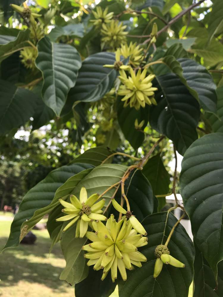 お出かけ先の画像 by たらさん | お出かけ先と公園と植物園とGreenSnapmarcheと長居植物園と花のある暮らしとかわいいとお散歩とGREEN UP!