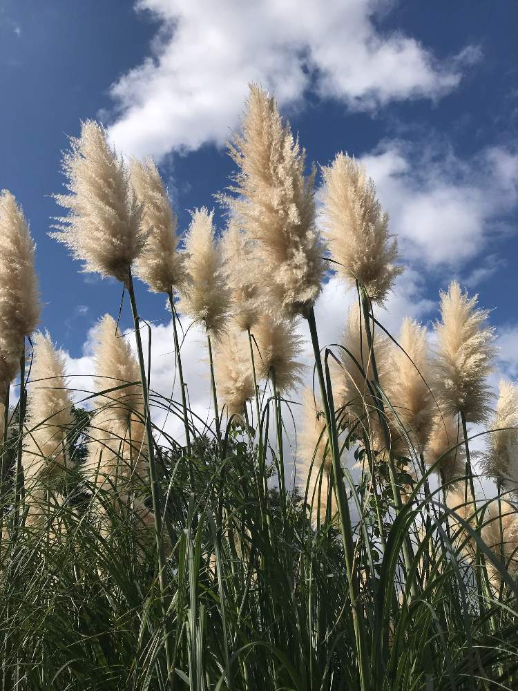 お出かけ先の画像 by たらさん | お出かけ先と公園と植物園と長居植物園と花のある暮らしとお散歩とGREEN UP!