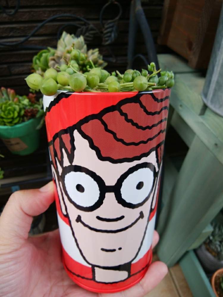 の画像 by mayumaruさん | グリーンネックレスと多肉植物と缶目的で買い物と多肉大好きと神奈川タニラーと空き缶そのままと可愛い多肉ちゃん❤︎と多肉女子と頑張れ多肉たち✊とタニラーとタニク初心者と多肉初心者と多肉多肉多肉