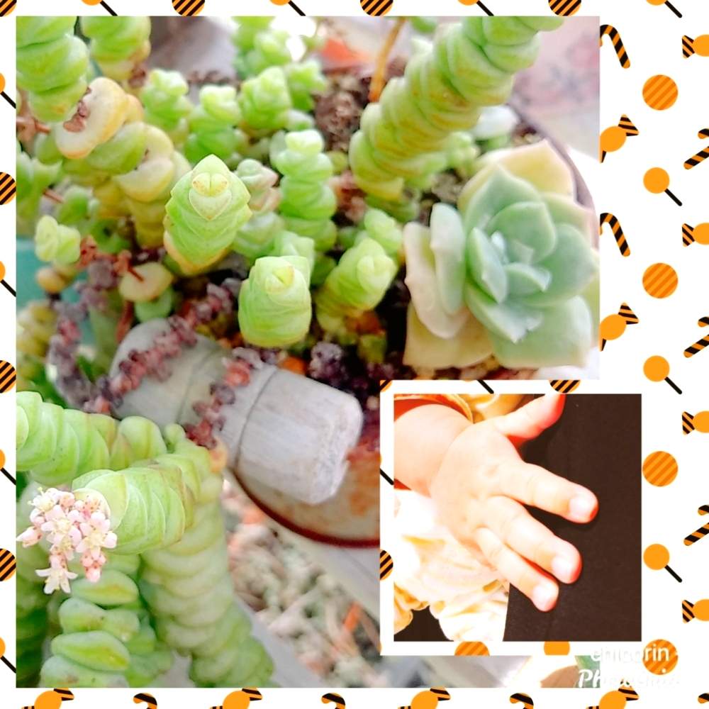 小さな庭の画像 by ちこりんさん | 小さな庭と多肉植物とHTCとそろそろ秋と多肉の花と多肉の寄せ植えとクラッスラ属とネコ好きと紅葉する多肉とバラと夢CLUBと多肉女子とたに倶楽部と 舞乙女と花のある暮らしとHTC社員とげんき!とたにおたくらぶと多肉の寄せ植え♡
