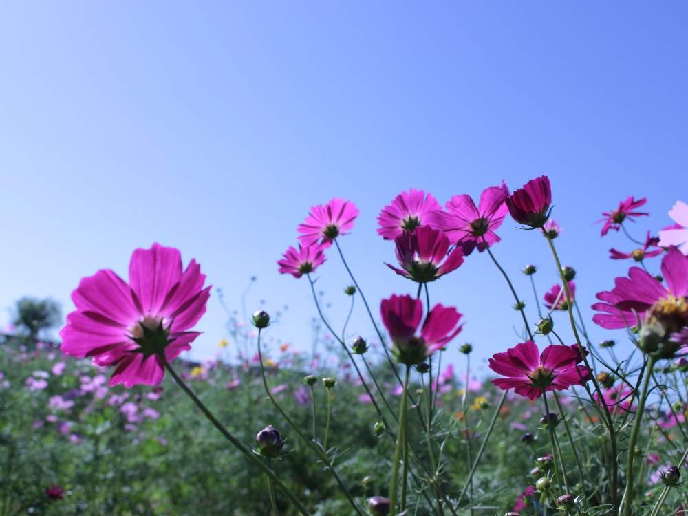 お出かけ先の画像 by 92さん | お出かけ先とコスモスとコスモス畑と植物中毒患者と植物がモデルと一眼レフと植物と植中毒とキャノン一眼レフと美しいと秋を彩るコスモスフォトコンと光と影と秋コスモス