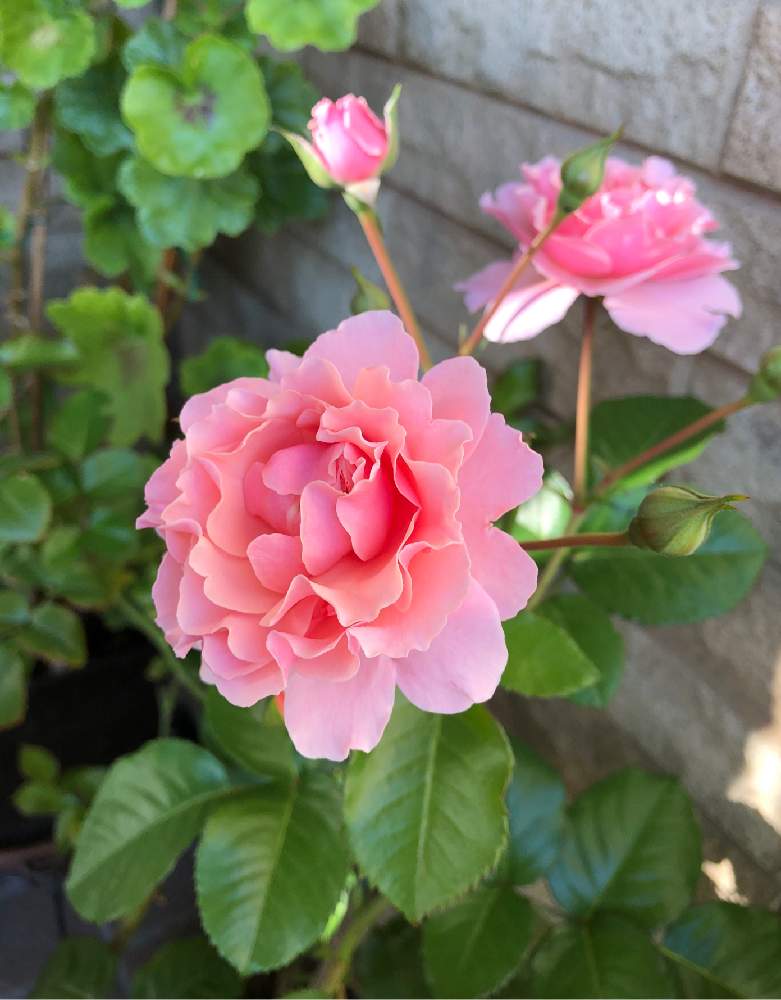 小さな庭の画像 by rosa sさん | 小さな庭とツイッギーズローズとばら バラ 薔薇とピンクの花と鉢植えと北海道でも越冬しますと花のある暮らしと北海道
