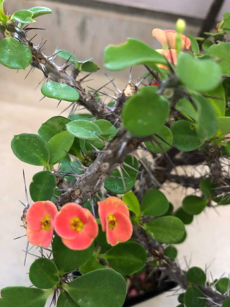 バルコニー/ベランダの画像 by グリーンベル♪ さん | バルコニー/ベランダとハナキリン(花麒麟)と花キリン倶楽部